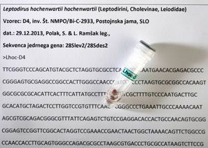 Hrošček drobnovratnik (Leptodirus hochenwartii) – vzorec po opravljeni DNK analizi